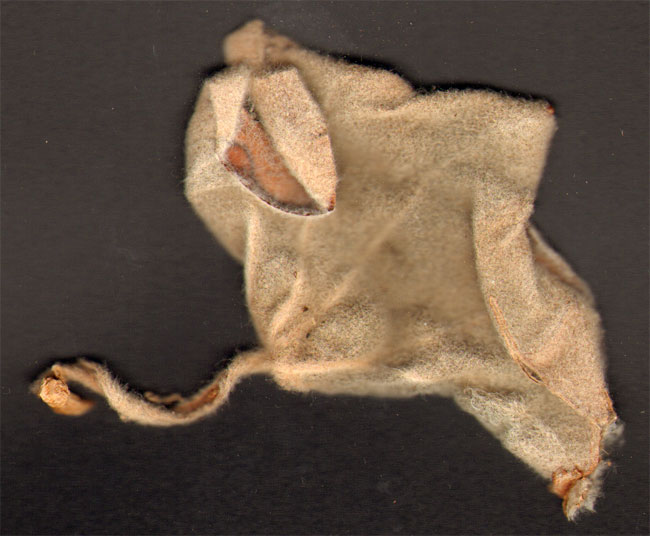 achterkant blaadje