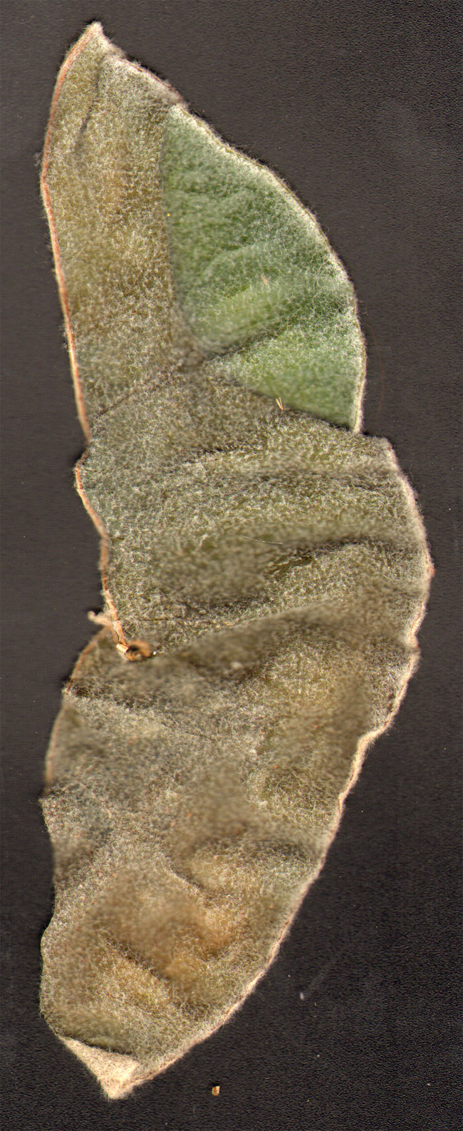 blad van de begonia