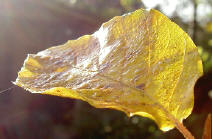 herfst in optima forma...