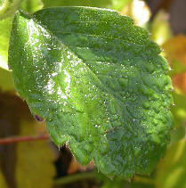 groen herfstblad...