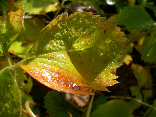 de dauw maakt de herfstbladeren nog mooier dan ze al zijn...