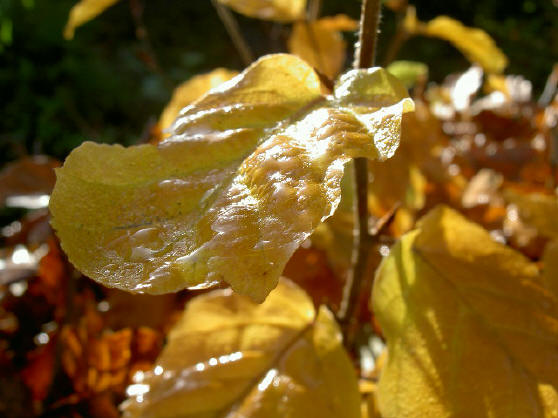glimmend in de koude herfstzon...