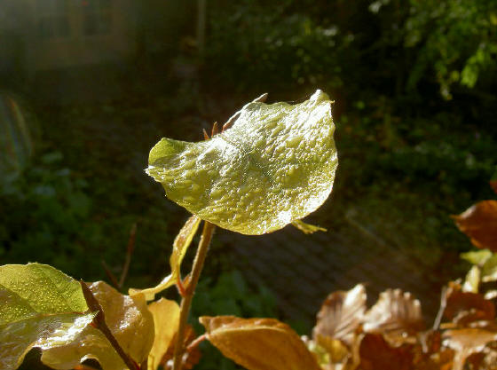 trots herfstblad...