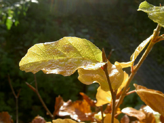 de herfst op zijn mooist...