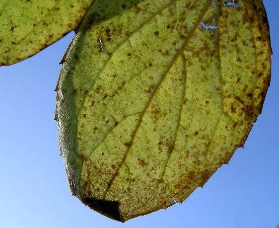 blad met gaatjes...