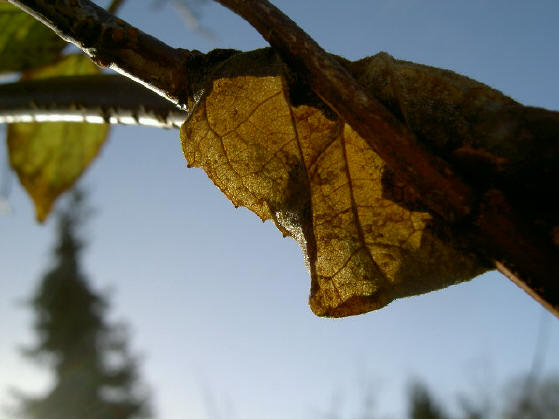 bruin blad