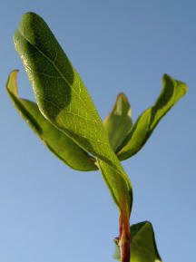 groen in de winter...