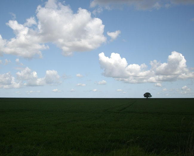 eenzaam boompje op dijk...