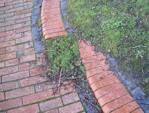 haren op het net…