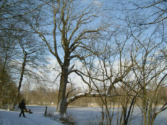 een van de monumentale bomen...