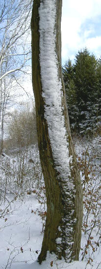 de sneeuwkant...