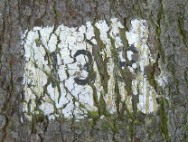 genummerde boom...