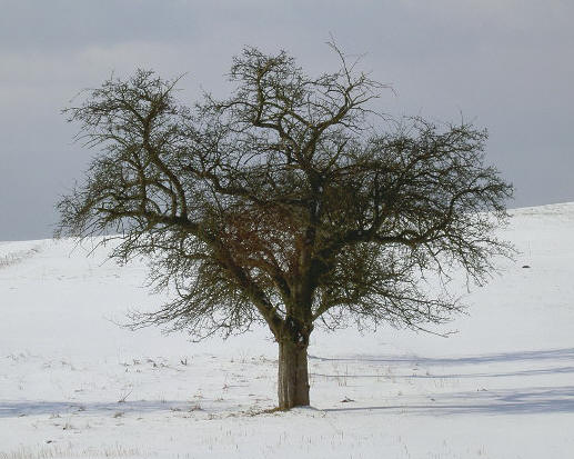 drie bomen achter elkaar...