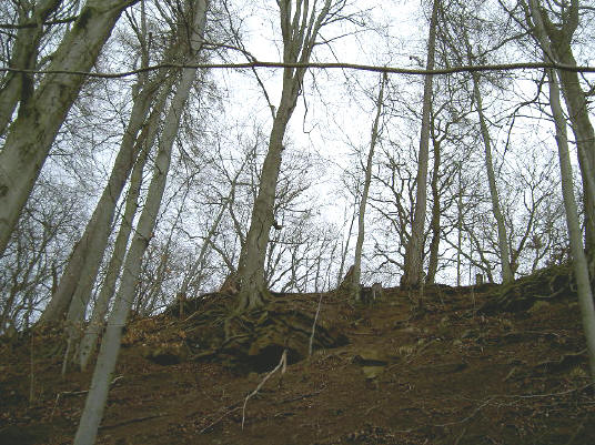 de bomen houden zich nog net staande...