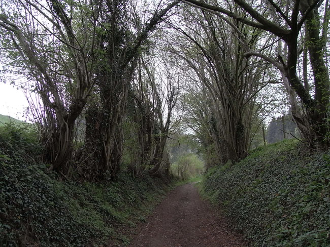 holle weg in het glooiende limburgse land