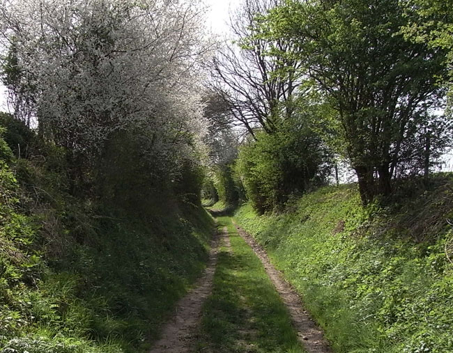 holle weg met bloesem in april