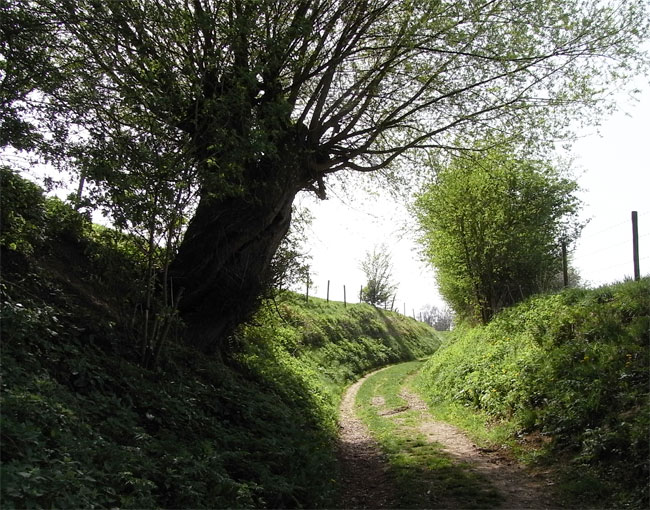 holle weg met knotwilg