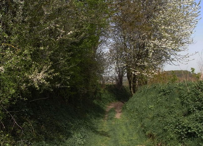 holle weg in bloei