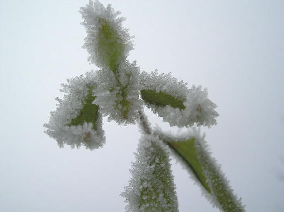 ijsmannetje...