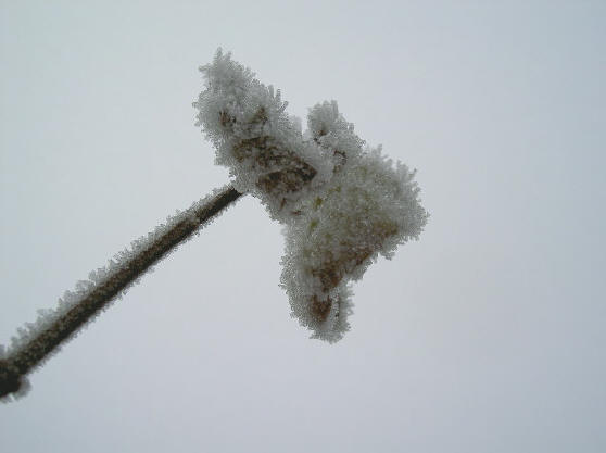 ijsbloem
