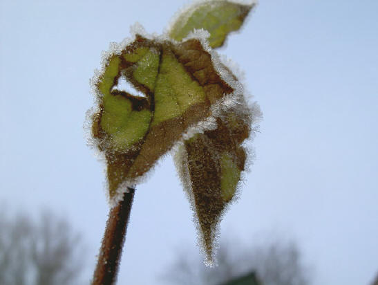 blad met gat - eerste dag