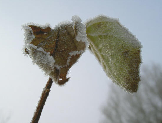 twee blaadjes - eerste dag