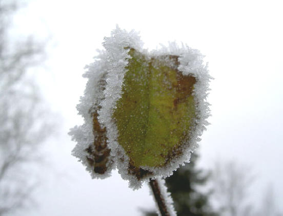 dubbel blad dag twee