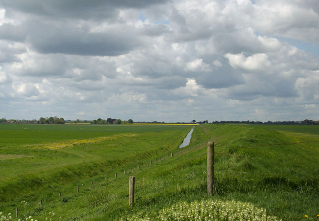 koolzaadveld in de verte, vanaf de dijk gezien...