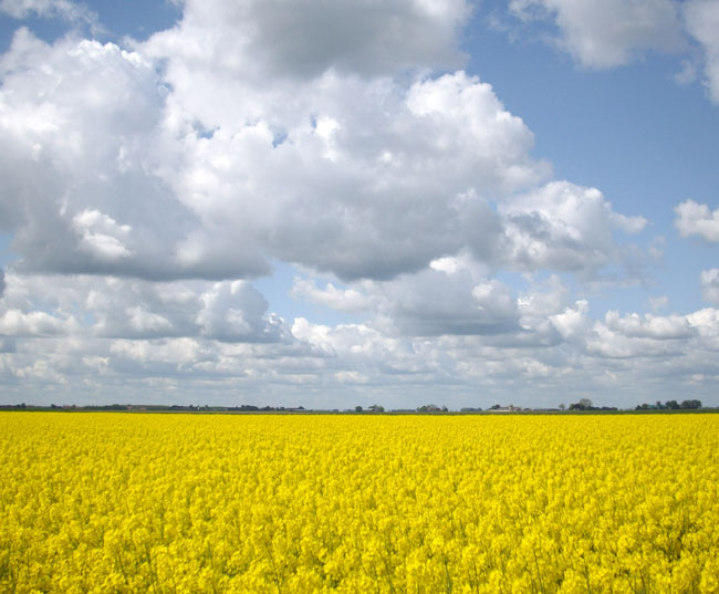 koolzaad in de zon...