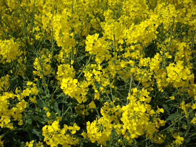 de bloemetjes...