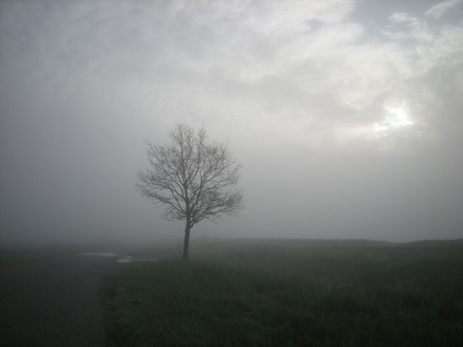 eenzaam boompje in de mist...