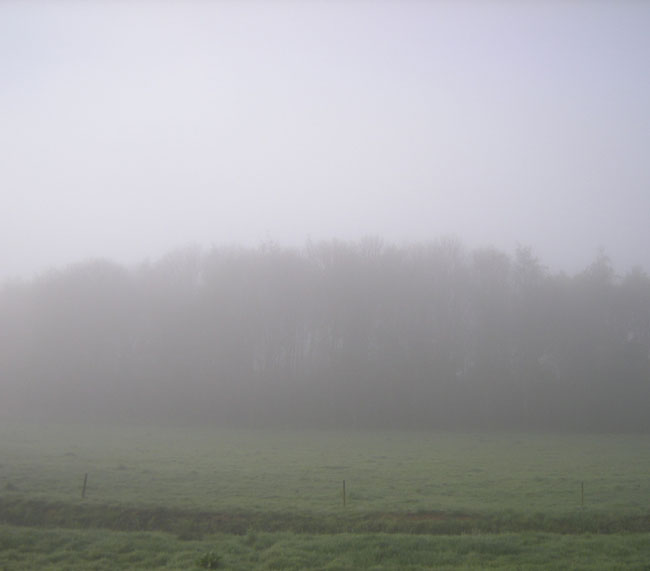 bomenrij in de mist