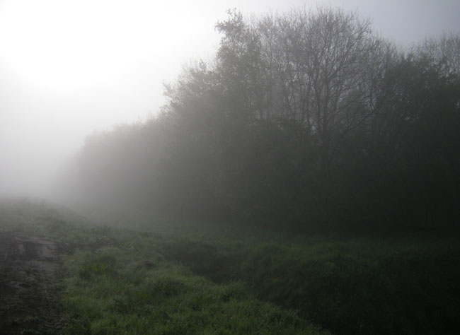 de mistige stilte van het bos...