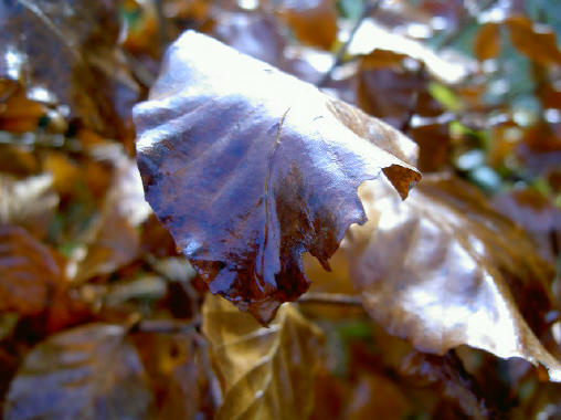 normaalgesproken zijn dit opgedroogde herfstbladeren...