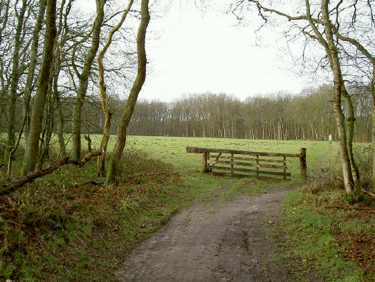 stukken bos wisselen af met grote weilanden...