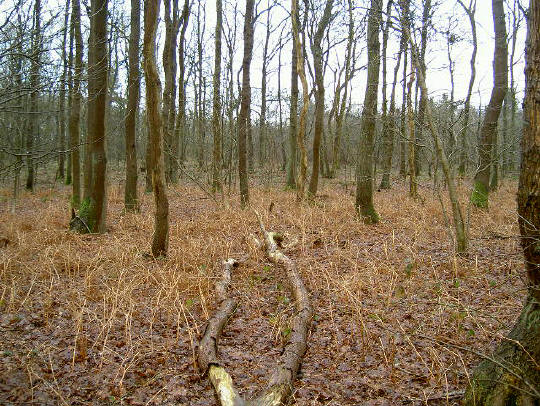 de verrassend warme kleuren van een winterbos...