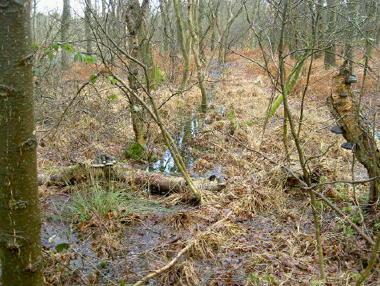 drassig gebied - let ook op de paddestoelen...