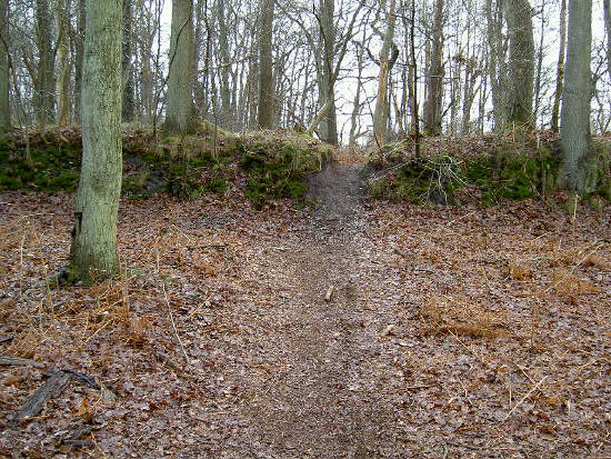 wal in het bos...