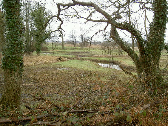 grillig riviertje, grillige bomen...