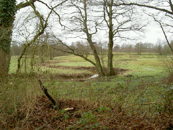 boom in de bocht van de drentse aa...