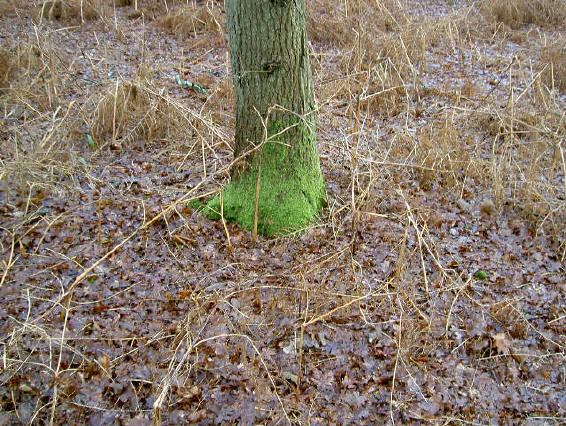 boom met groen voetje...