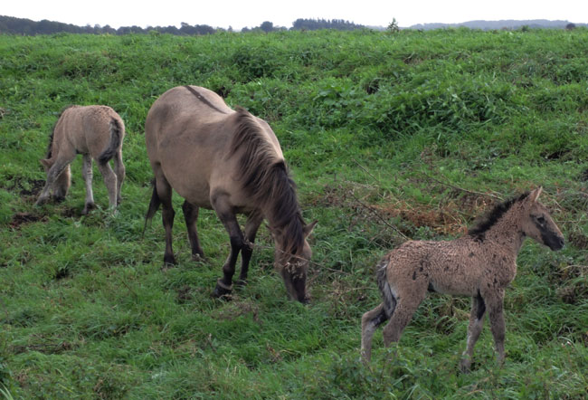 twee veulens op avontuur...