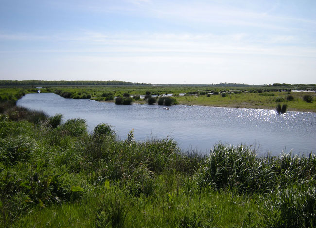 glinsterend gras...