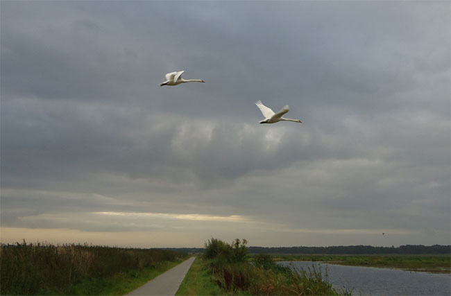 zwanen boven de kropswolderbuitenpolder, september 2012