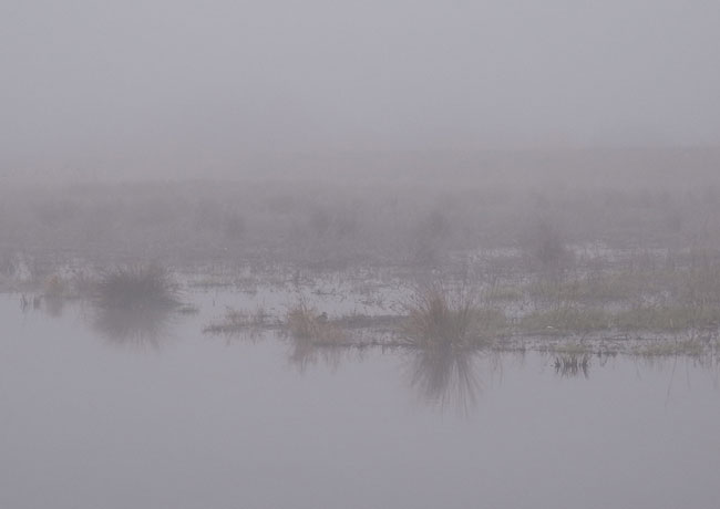 de pastelkleuren van de mist...