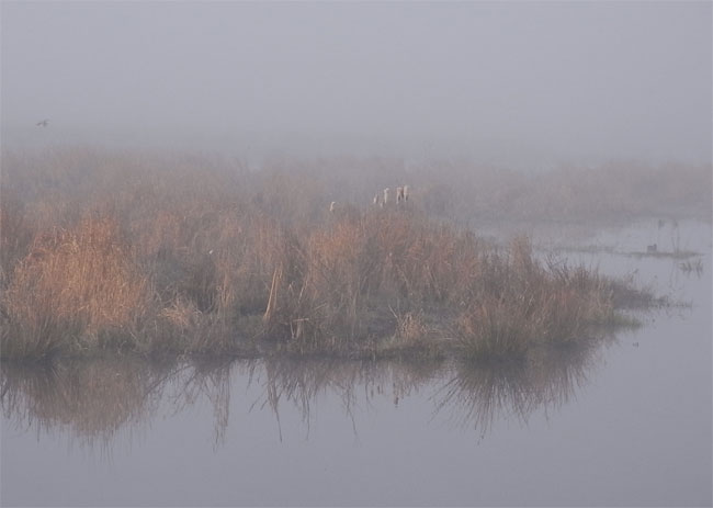 zon en mist, en dan die kleuren...