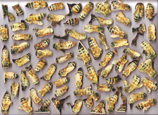 bijenpuzzel...