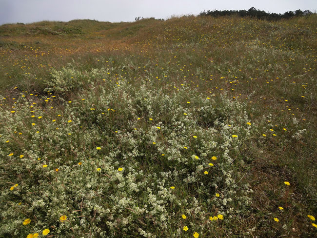 de duinen