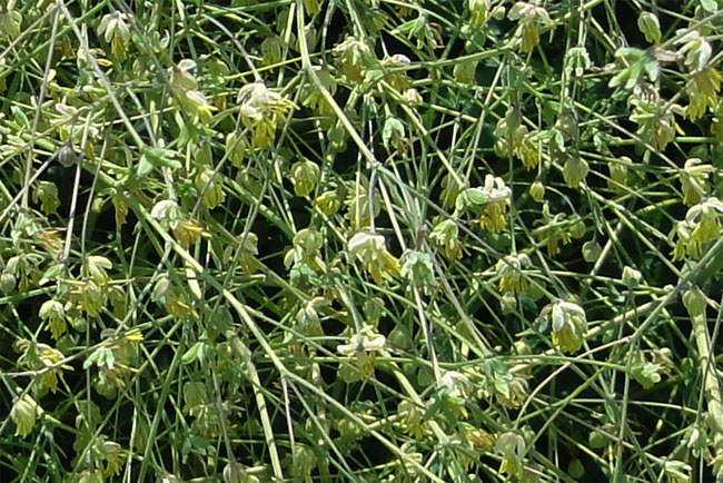 de bloemen van de asperge...