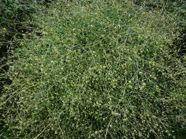 asperge...